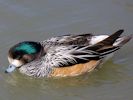 Chiloe Wigeon (WWT Slimbridge April 2013) - pic by Nigel Key